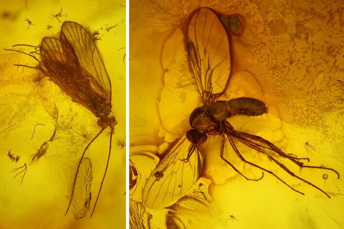 Fossil Caddisfly (Trichoptera) and Large Fly (Diptera) in Baltic Amber
